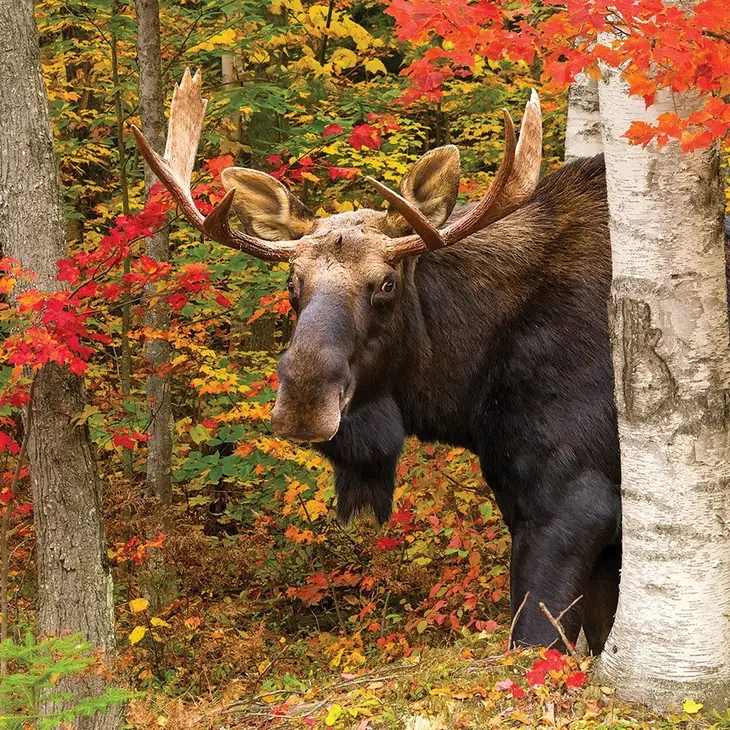 White Mountain Puzzles| 500 Piece| Jigsaw Puzzles