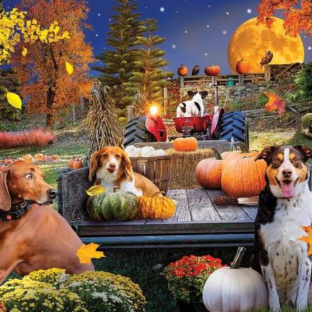 SunsOut|1000 Piece Jigsaw Puzzles|